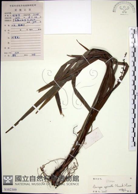 麥門冬藏品圖，第1張