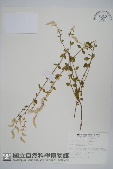 蔓雞冠、絹毛莧藏品圖，第1張