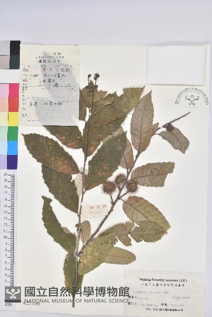 茅栗藏品圖，第1張