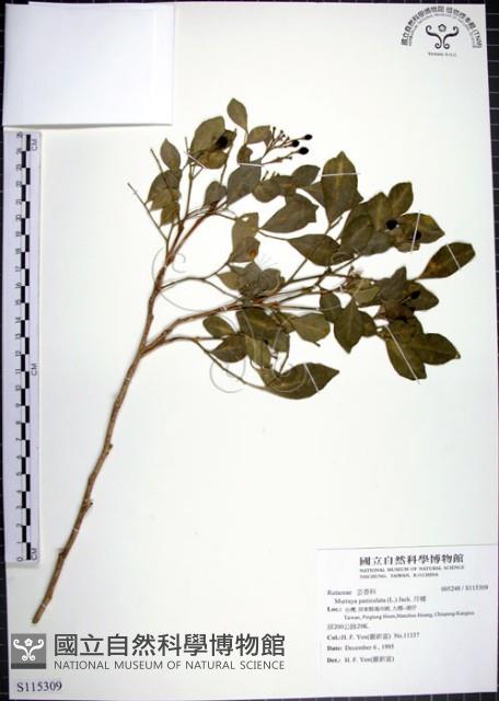 月橘藏品圖，第1張