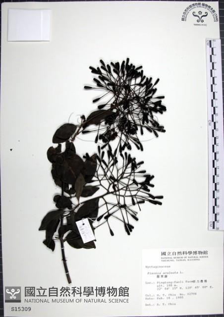 腺果藤、刺藤藏品圖，第1張