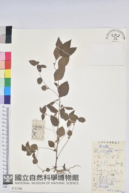 鐵莧菜藏品圖，第1張