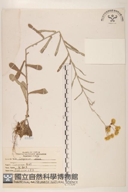 鼠麴草藏品圖，第1張