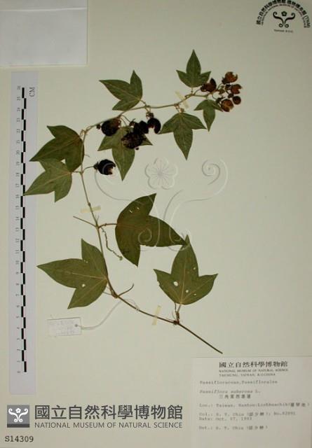 三角葉西番蓮藏品圖，第1張