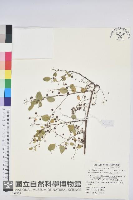 多花油柑、白仔藏品圖，第1張