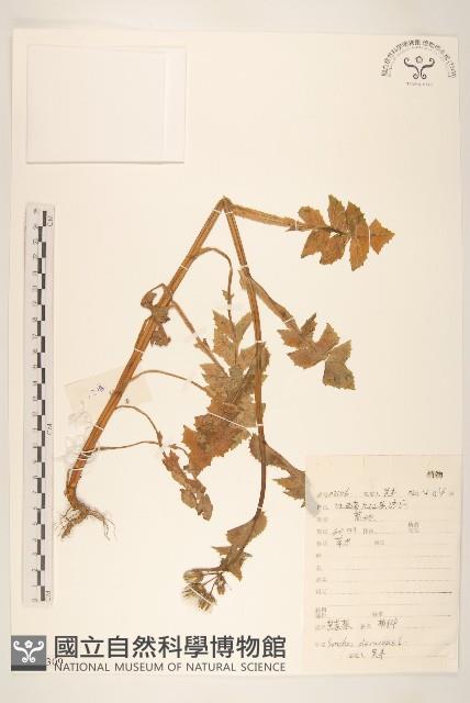 苦滇菜、苦菜藏品圖，第1張