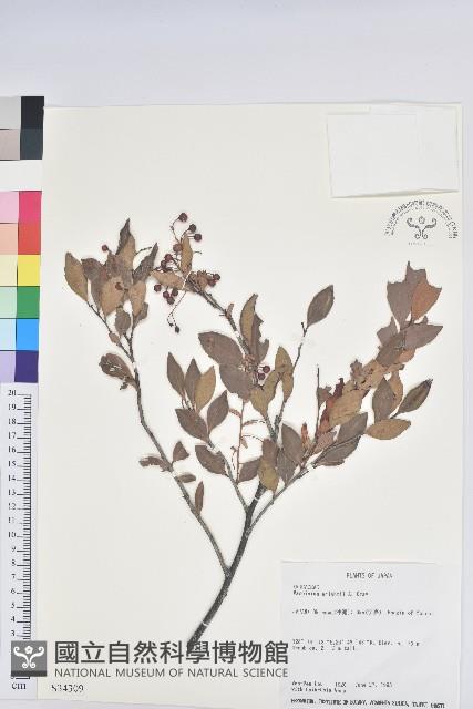 大葉越橘、來特氏越橘藏品圖，第1張