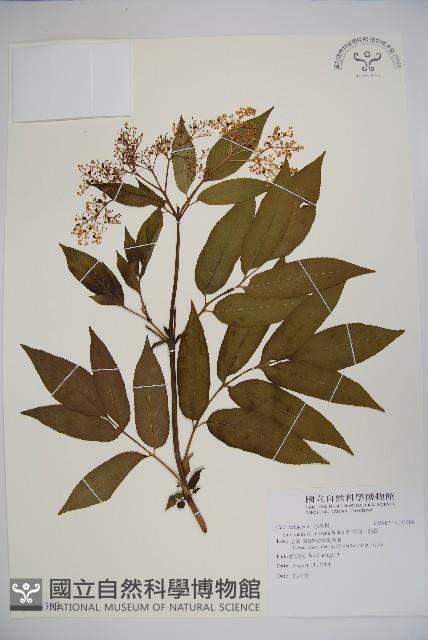 冇骨消、蒴翟藏品圖，第1張