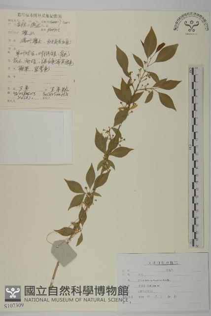 衛矛藏品圖，第1張