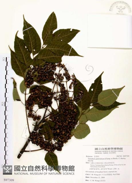 賊仔樹藏品圖，第1張