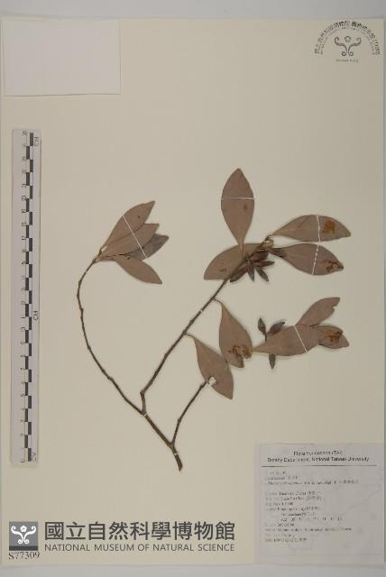 日本賽衛矛、日本假衛矛藏品圖，第1張