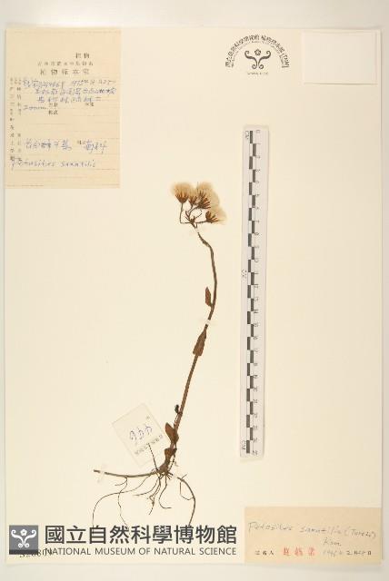 長白蜂斗菜藏品圖，第1張