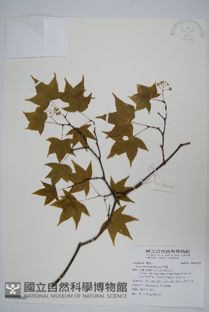 青楓藏品圖，第1張