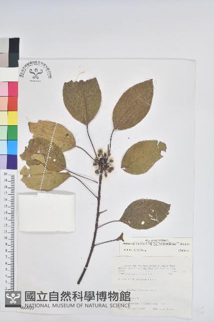 白臼藏品圖，第1張