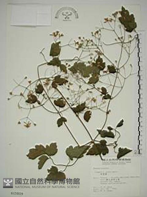 串鼻龍藏品圖，第1張