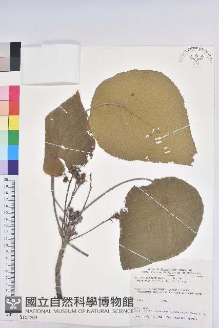 血桐藏品圖，第1張