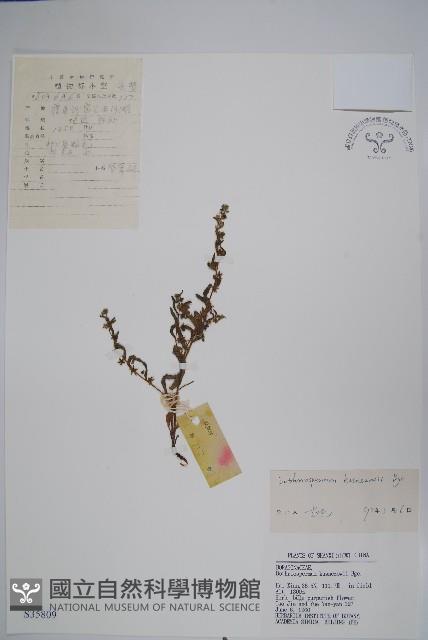 狹苞斑種草藏品圖，第1張