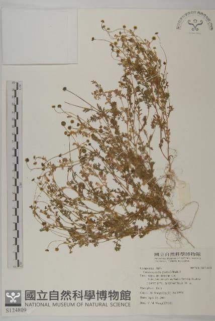 南方山芫荽藏品圖，第1張