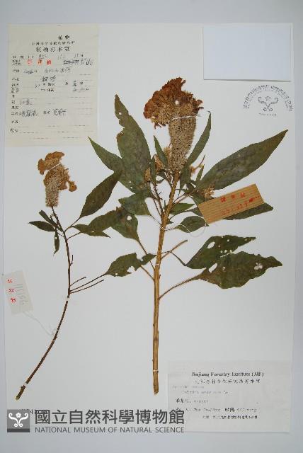 雞冠花藏品圖，第1張