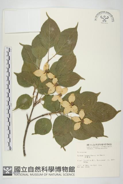 四照花藏品圖，第1張