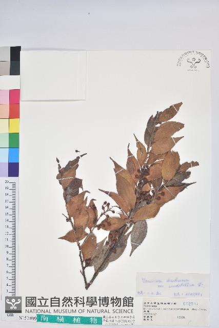 珍珠花、長尾葉越橘藏品圖，第1張