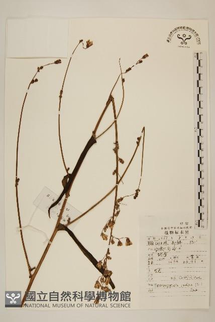 Accession Number:S047809 Collection Image, Figure 1, Total 2 Figures