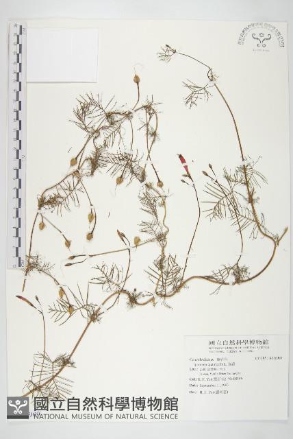 蔦蘿藏品圖，第1張