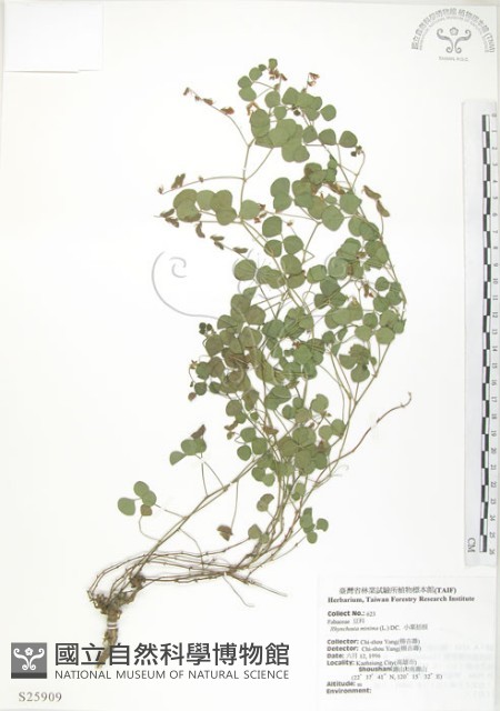 小葉括根藏品圖，第1張