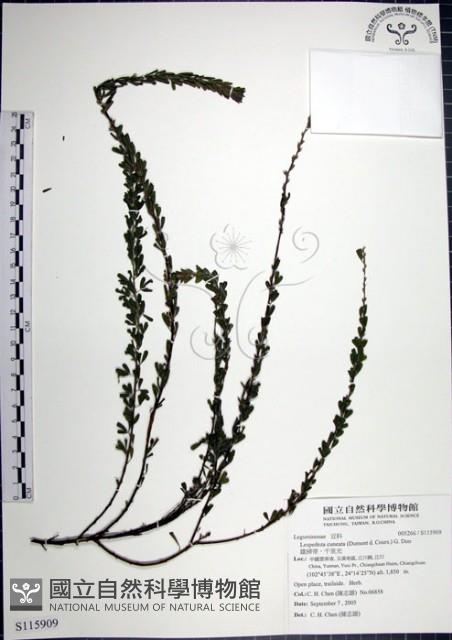 鐵掃帚、千里光藏品圖，第1張