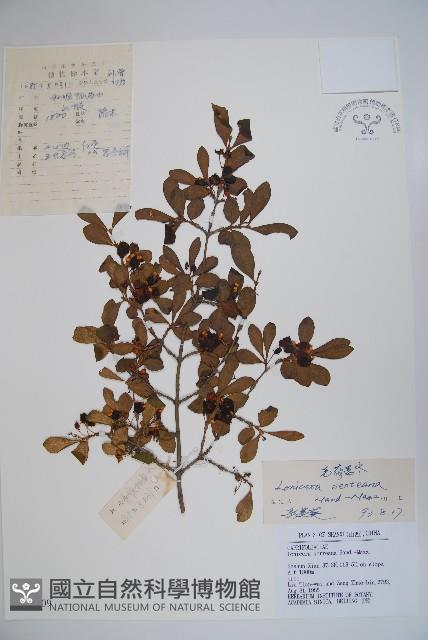 毛藥忍冬藏品圖，第1張