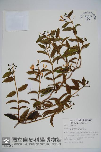 阿里山忍冬、漸尖葉忍冬藏品圖，第1張