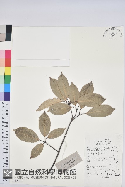 青剛櫟、鐵椆藏品圖，第1張