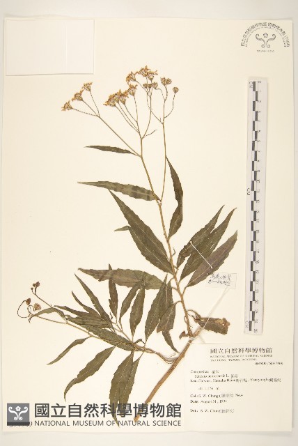 黃菀藏品圖，第1張