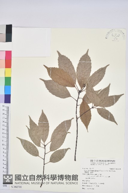 青剛櫟、鐵椆藏品圖，第1張
