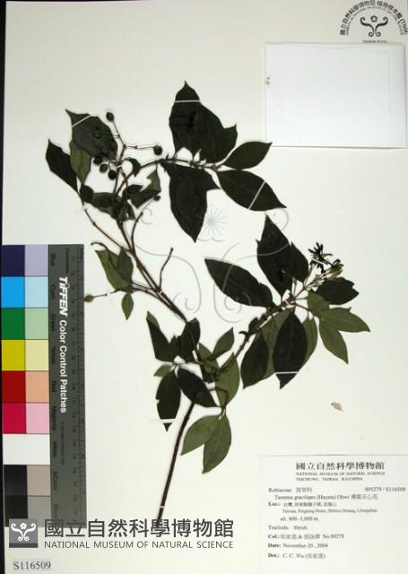 薄葉玉心花藏品圖，第1張