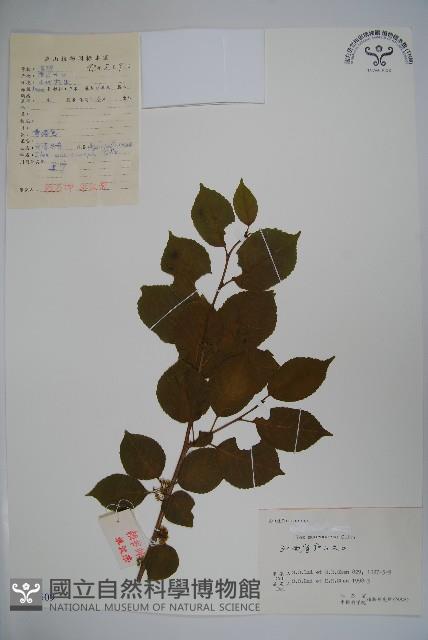 大果冬青藏品圖，第1張