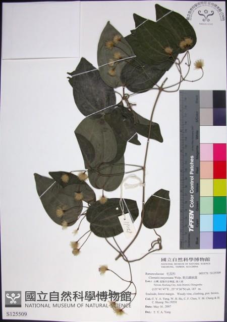 麥氏鐵線蓮藏品圖，第1張