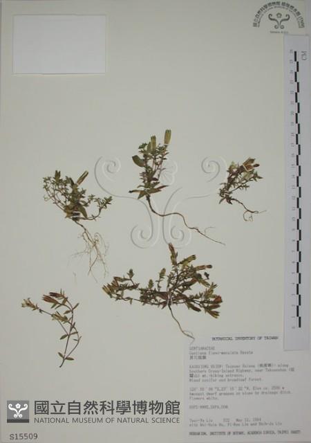 黃斑龍膽藏品圖，第1張