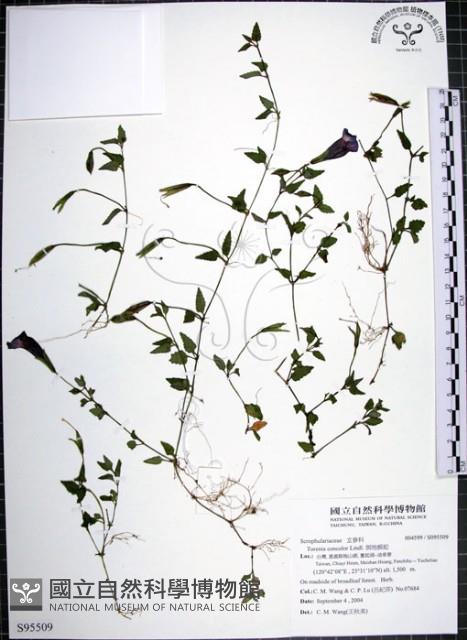 倒地蜈蚣藏品圖，第1張