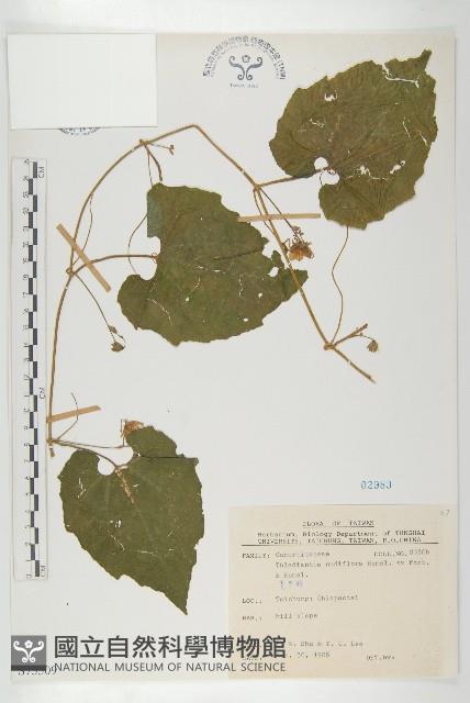 青牛膽藏品圖，第1張