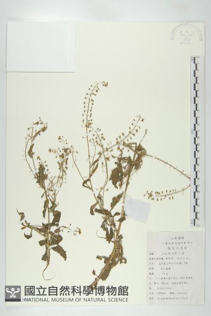 風花菜、球果山芥菜藏品圖，第1張