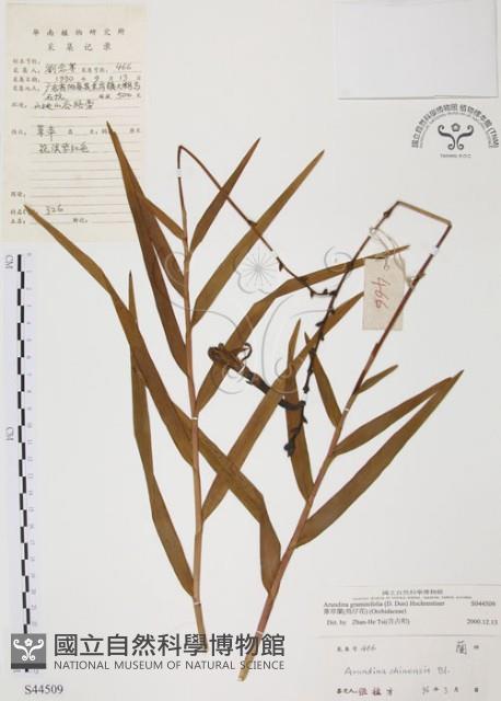 葦草蘭、鳥仔花、竹葉蘭藏品圖，第1張