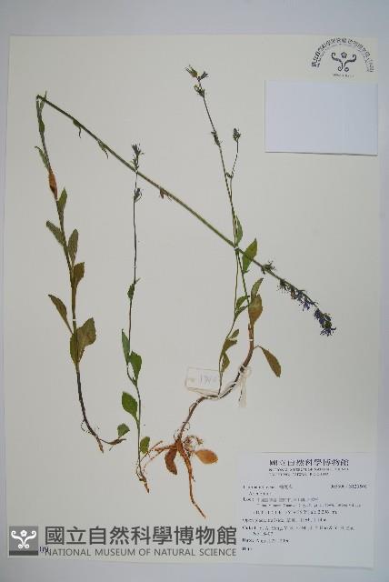 登錄號:S123509藏品圖，第1張