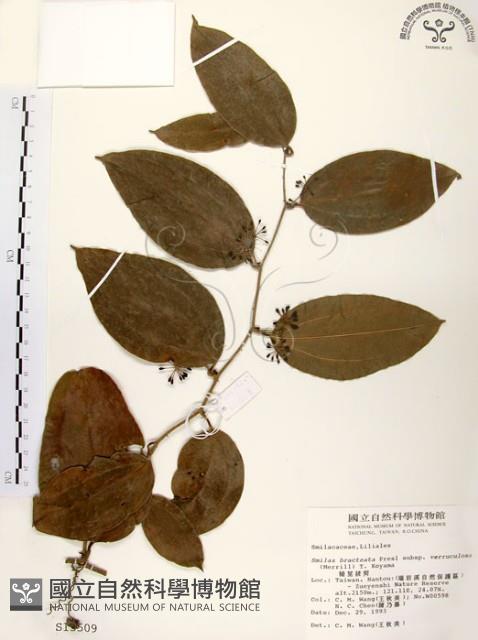 糙莖菝契藏品圖，第1張