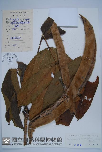 貓尾樹藏品圖，第1張