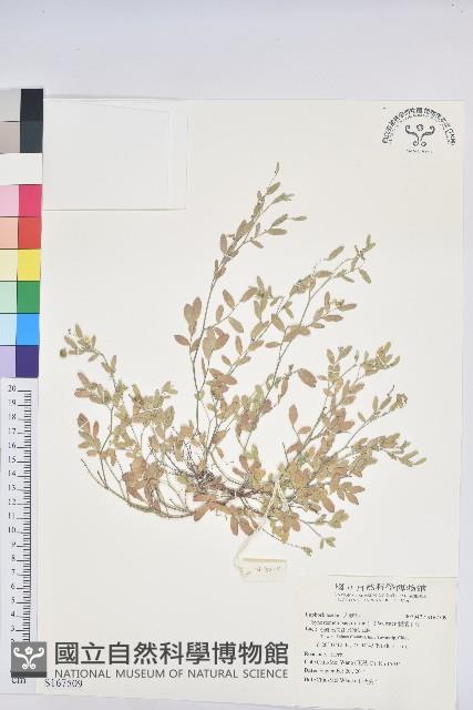 假葉下珠藏品圖，第1張