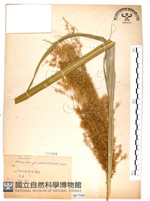 五節芒藏品圖，第1張