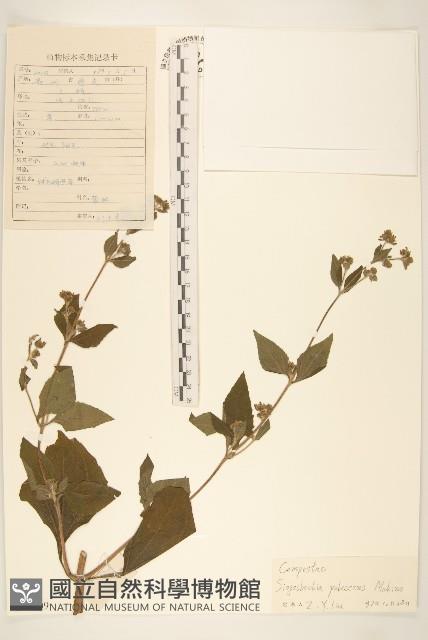 腺梗豨薟藏品圖，第1張