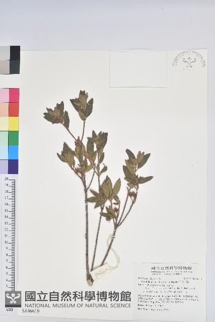 紅毛杜鵑藏品圖，第1張