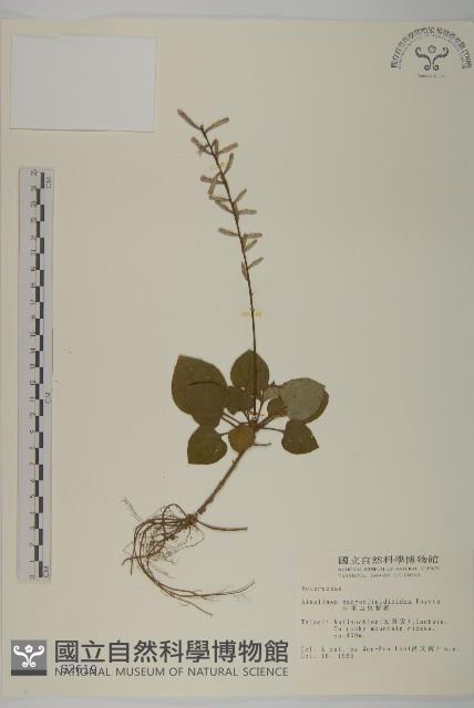 阿里山鬼督郵藏品圖，第1張